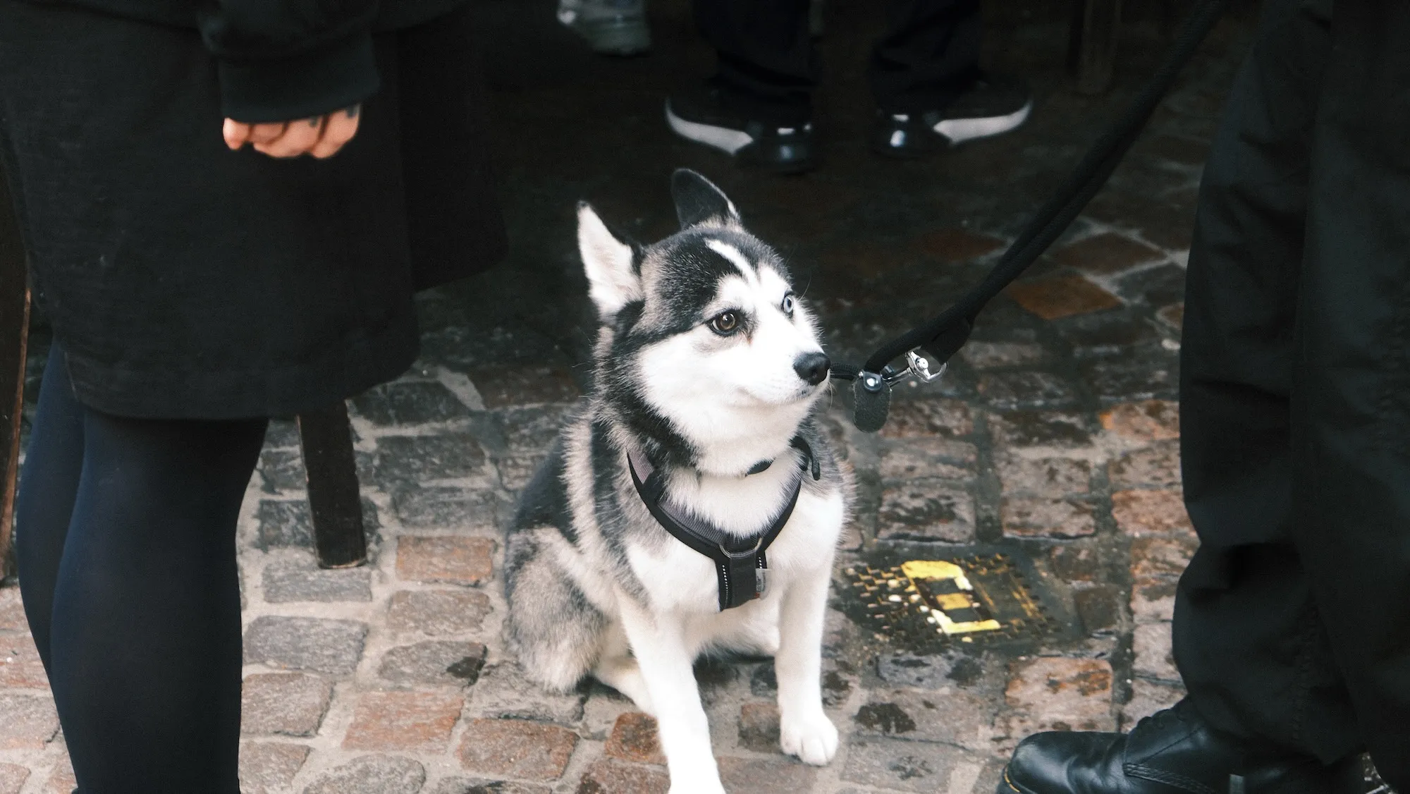アントワープにいためっちゃ可愛いハスキー犬（写真OKと言われた）