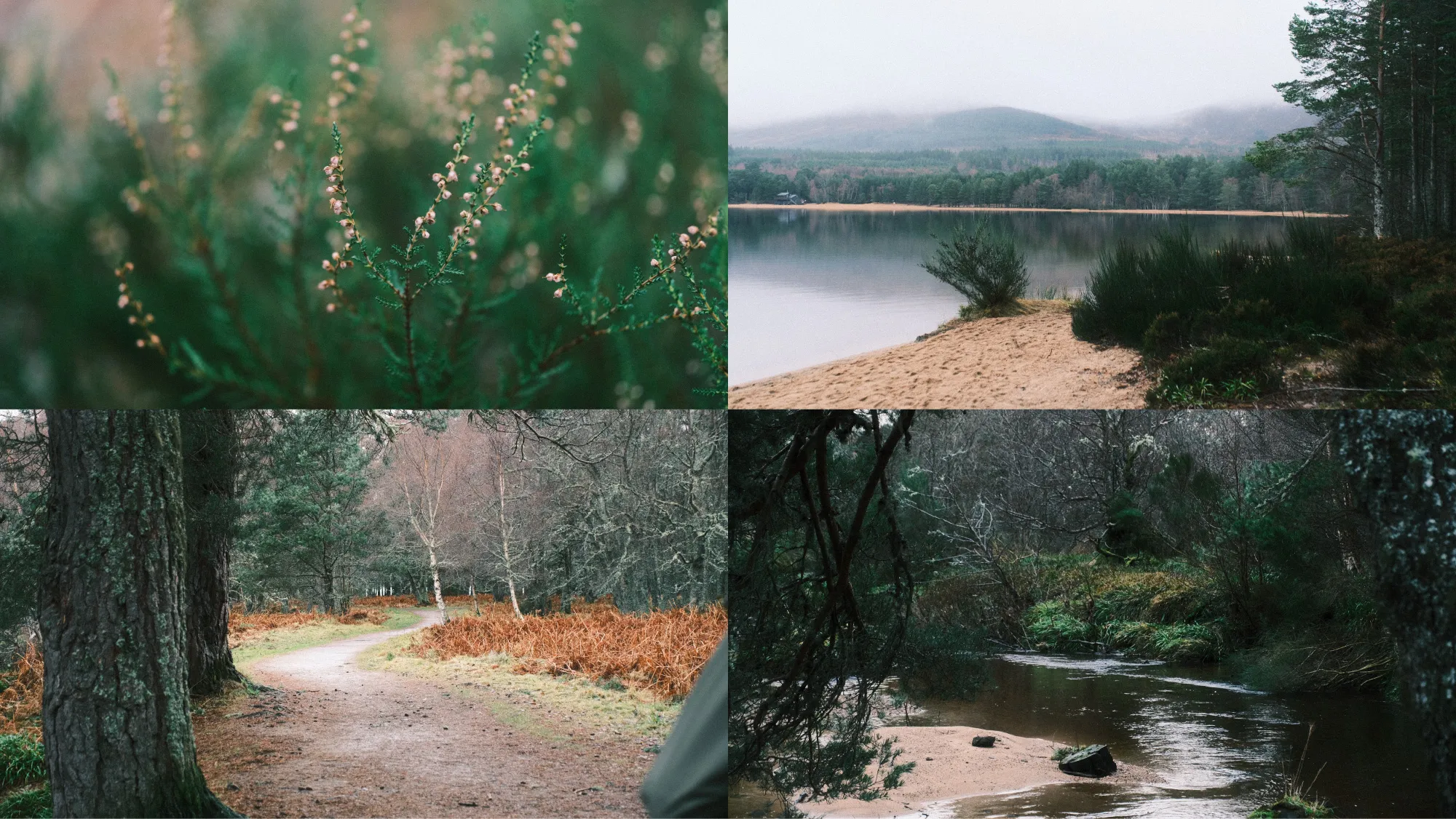 年賀状候補の写真。インバネスの湖で撮ったものを使おうと考えていた