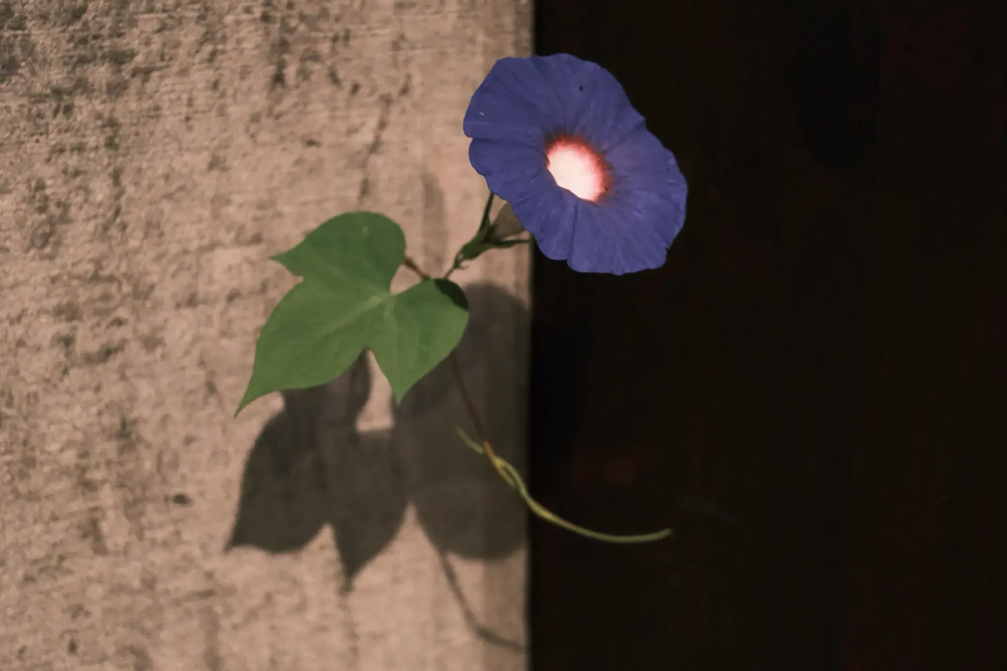 須田さんの展示の花