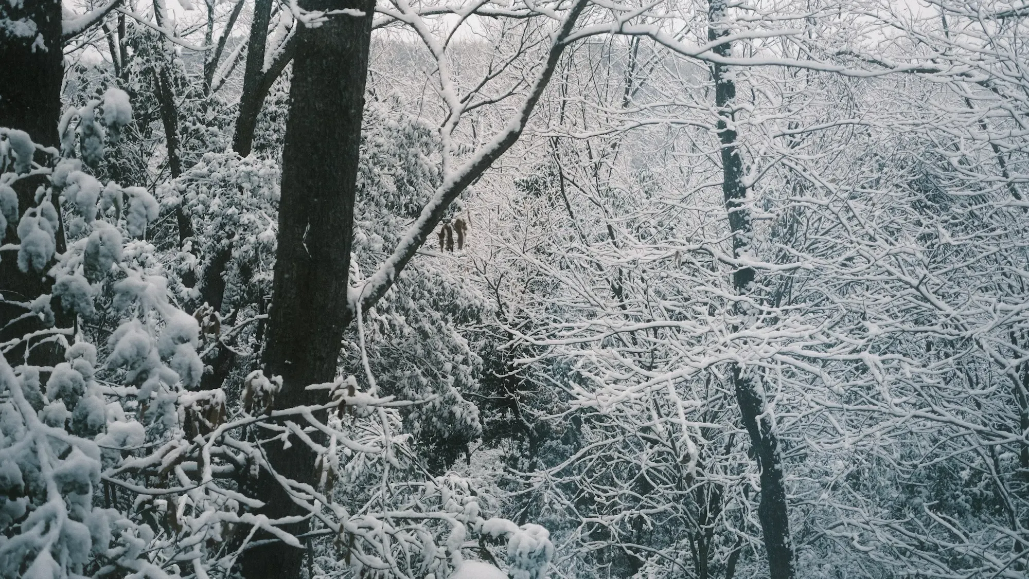 帰省中、急な冷え込みで降った雪